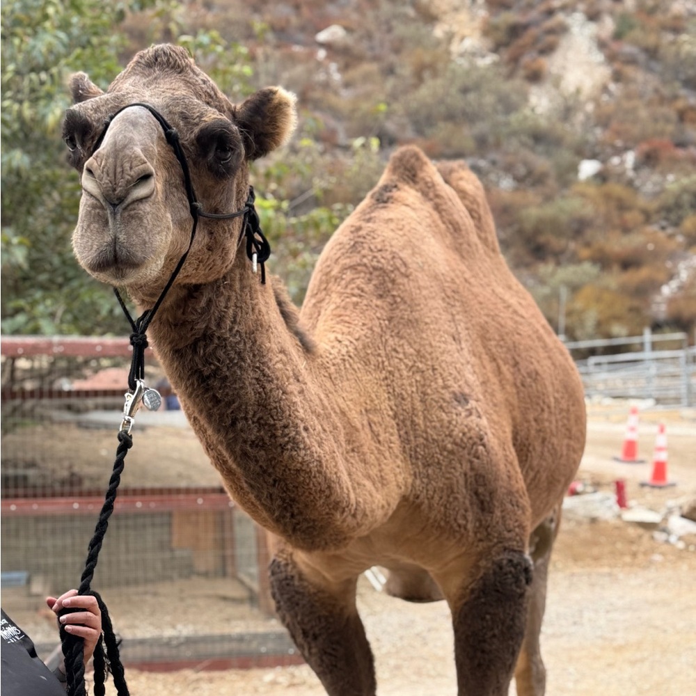 Meet your Posher, Angela